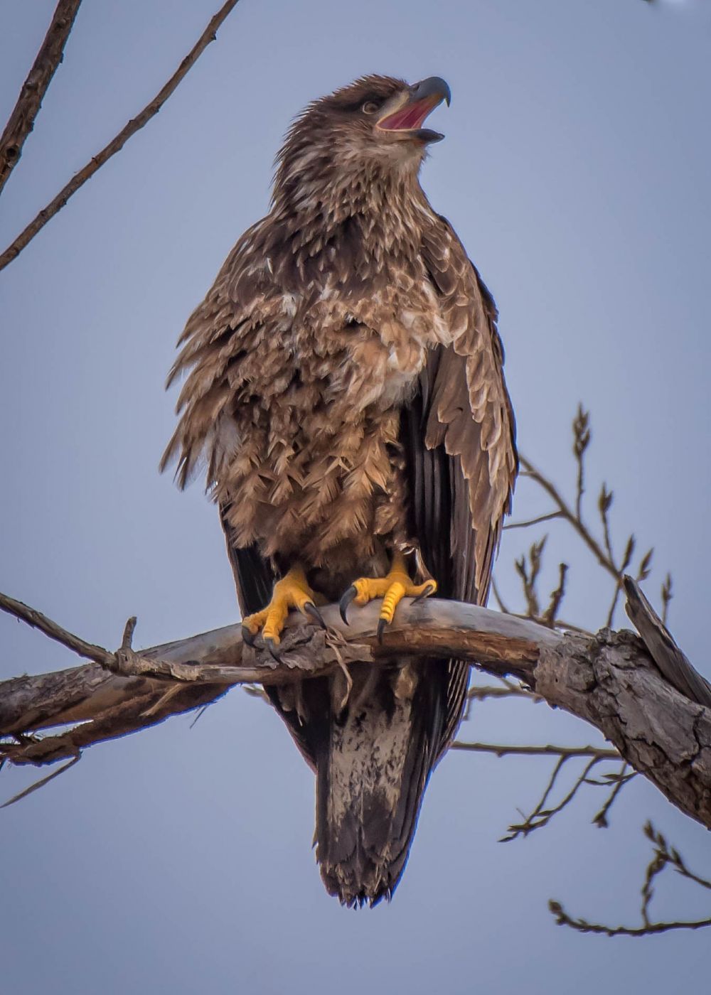Loess Bluffs National Wildlife Refuge, USA