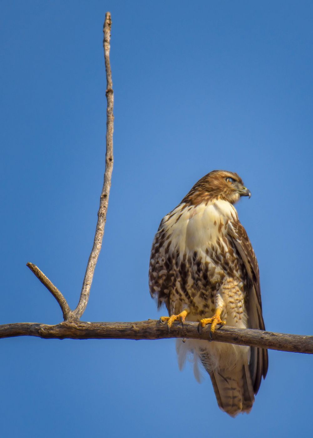 Loess Bluffs National Wildlife Refuge, USA
