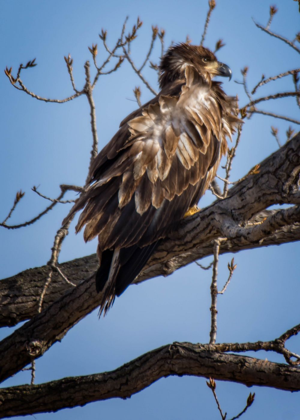 Loess Bluffs National Wildlife Refuge, USA