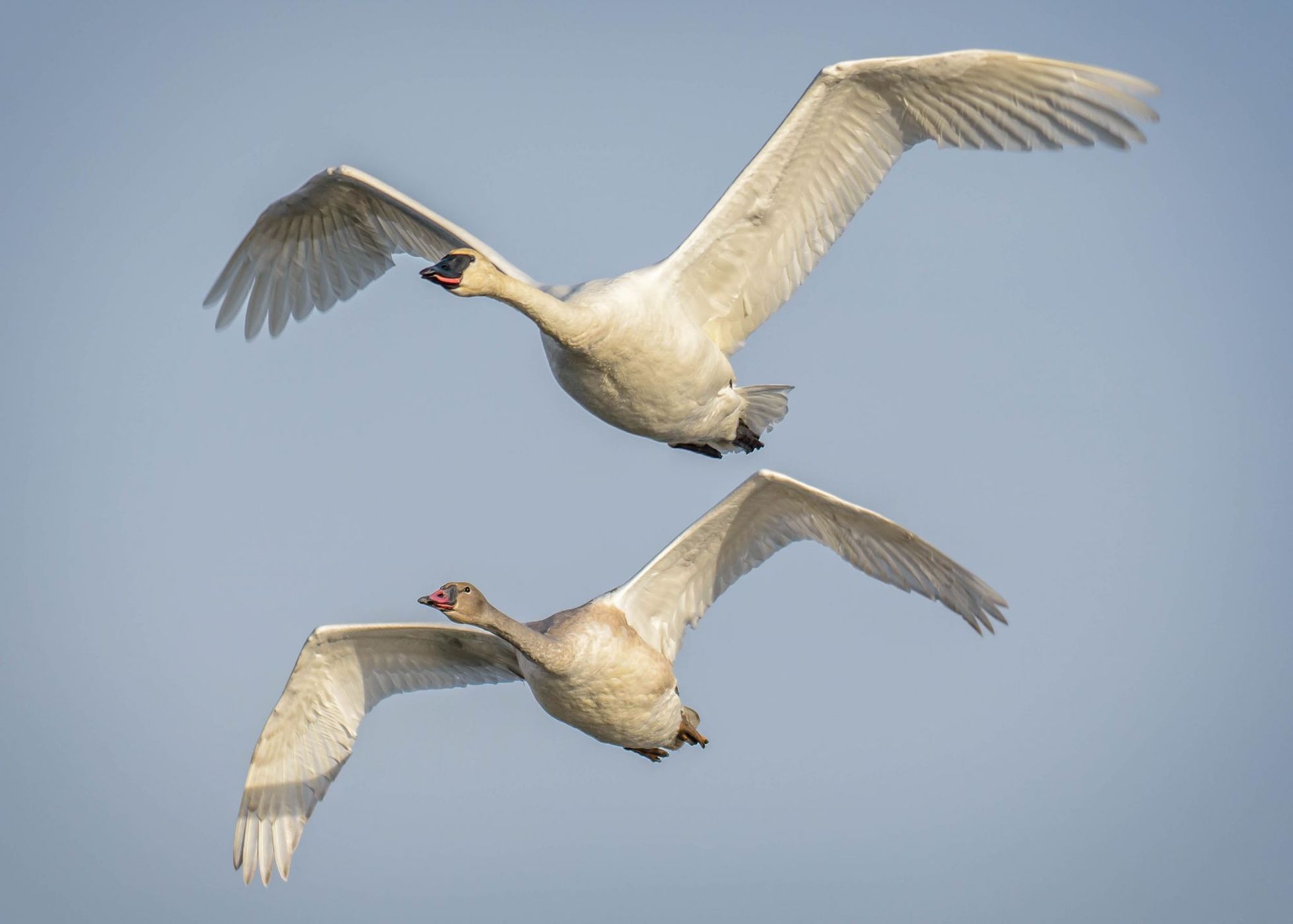Loess Bluffs National Wildlife Refuge, USA