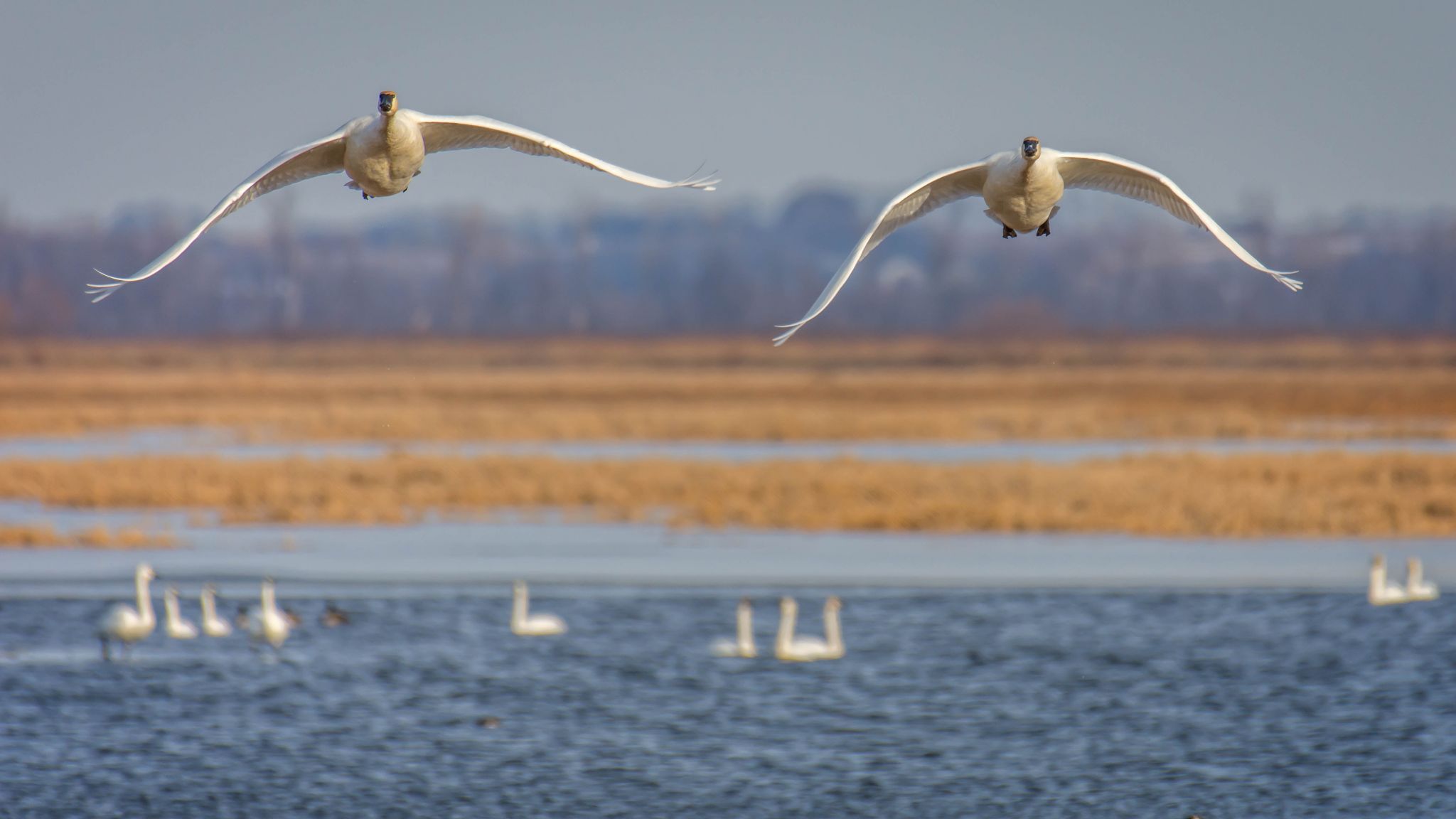 Loess Bluffs National Wildlife Refuge, USA
