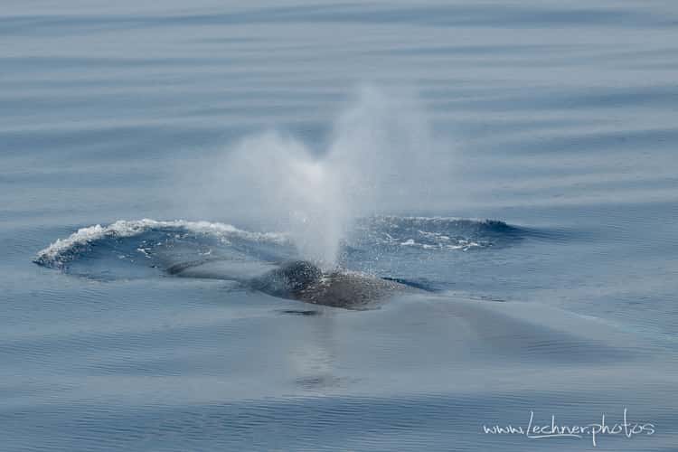 Mediterranean Whale Watching near Imperia