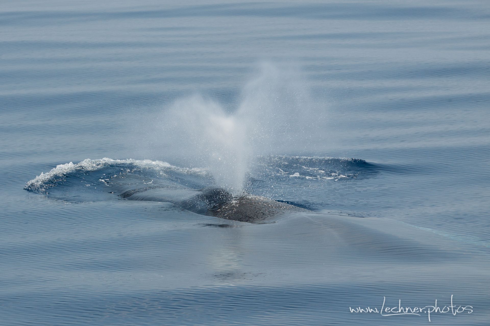 Mediterranean Whale Watching near Imperia, Italy