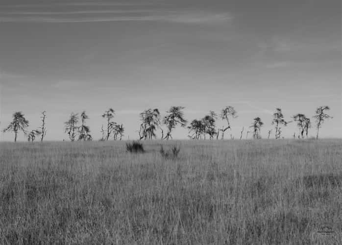 Noir Flohay