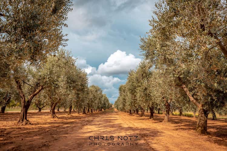 Olive Trees