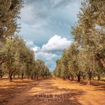 Olive Trees, Italy