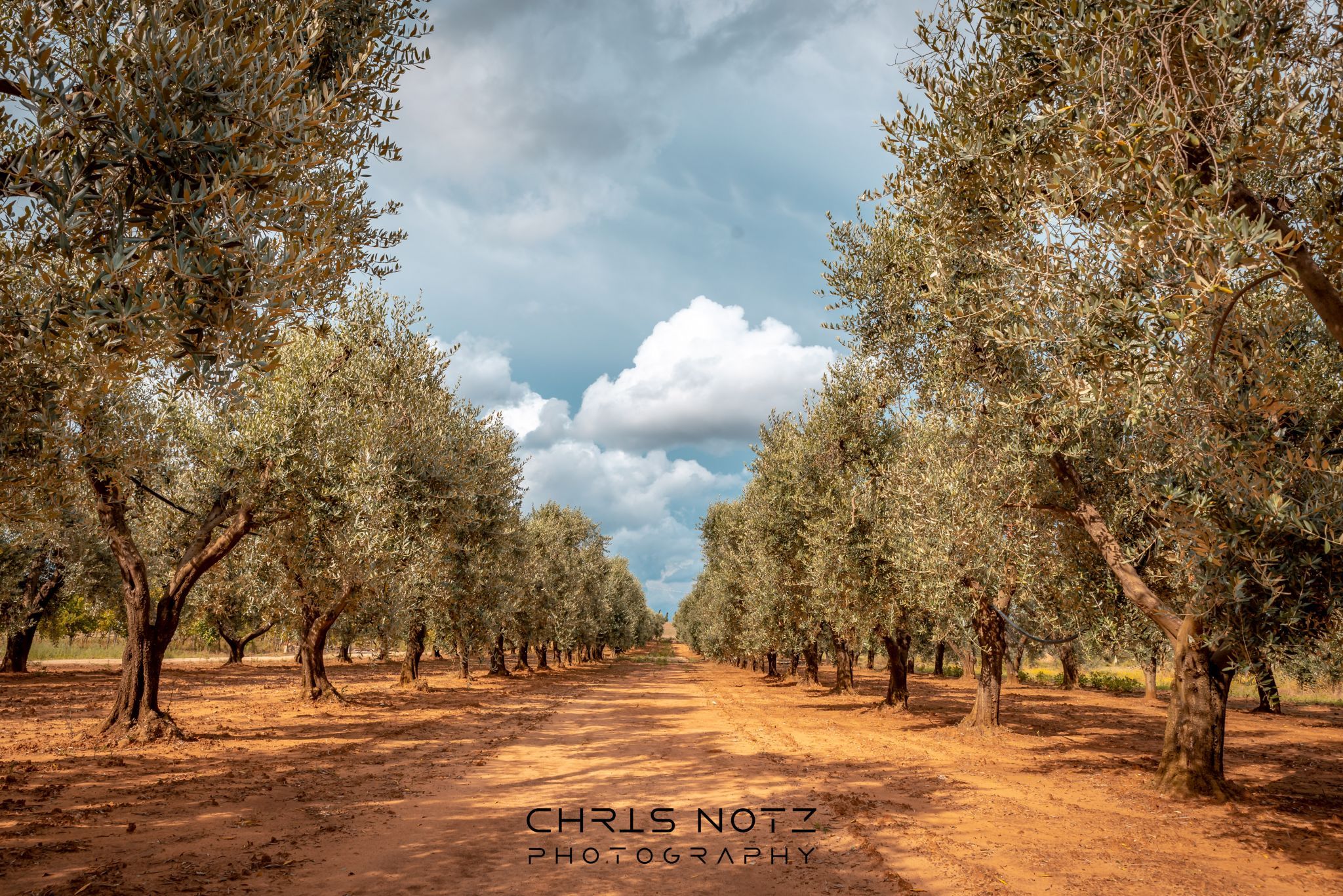 Olive Trees, Italy