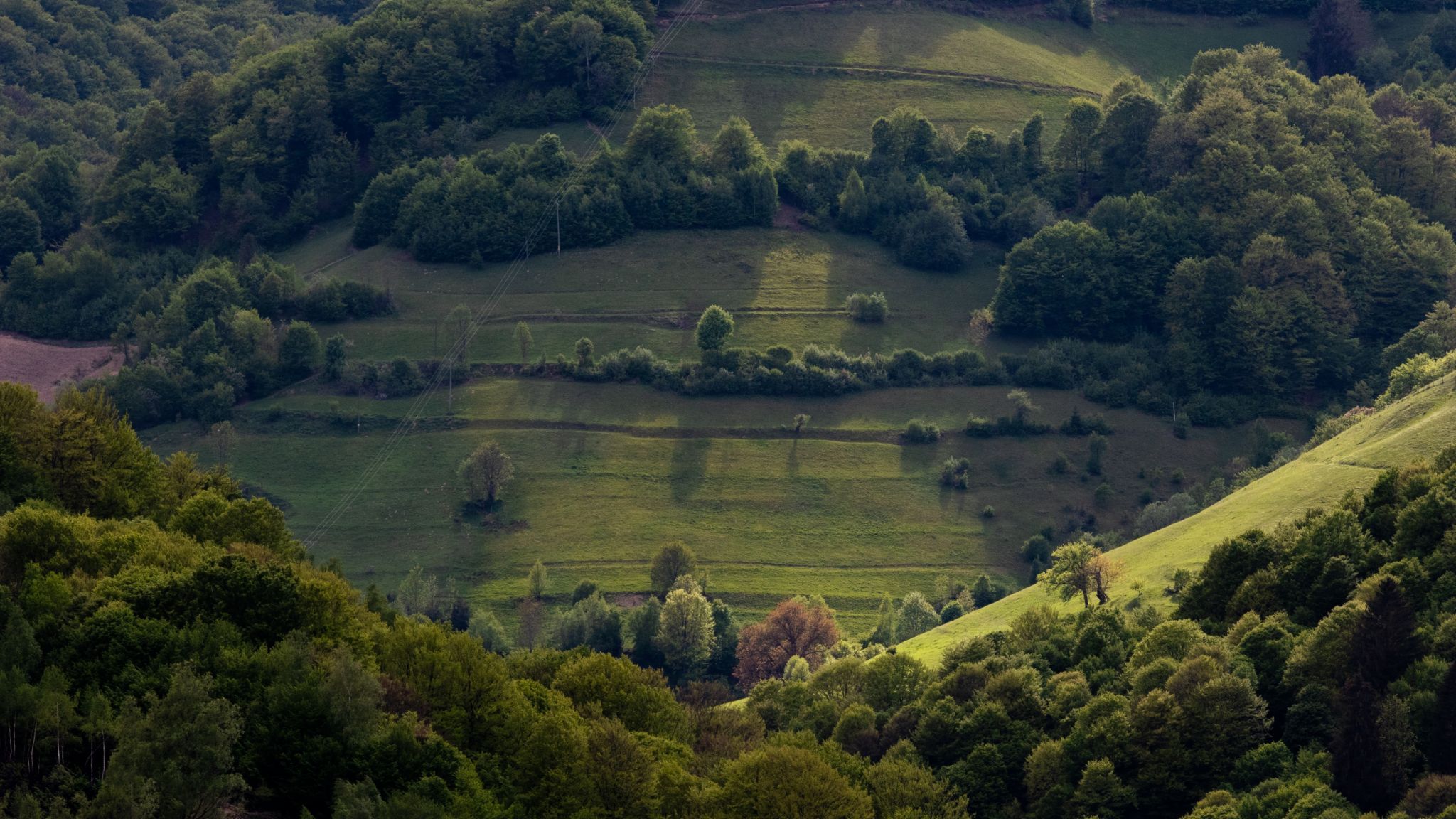 On the hills in Paltin, Romania