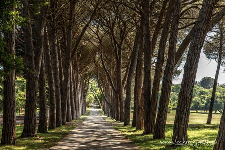 Pine alley at Brijuni National Park