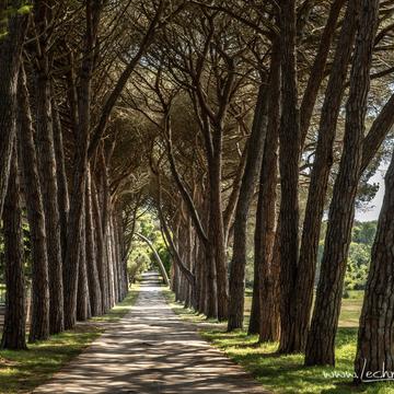 Pine alley at Brijuni National Park, Croatia
