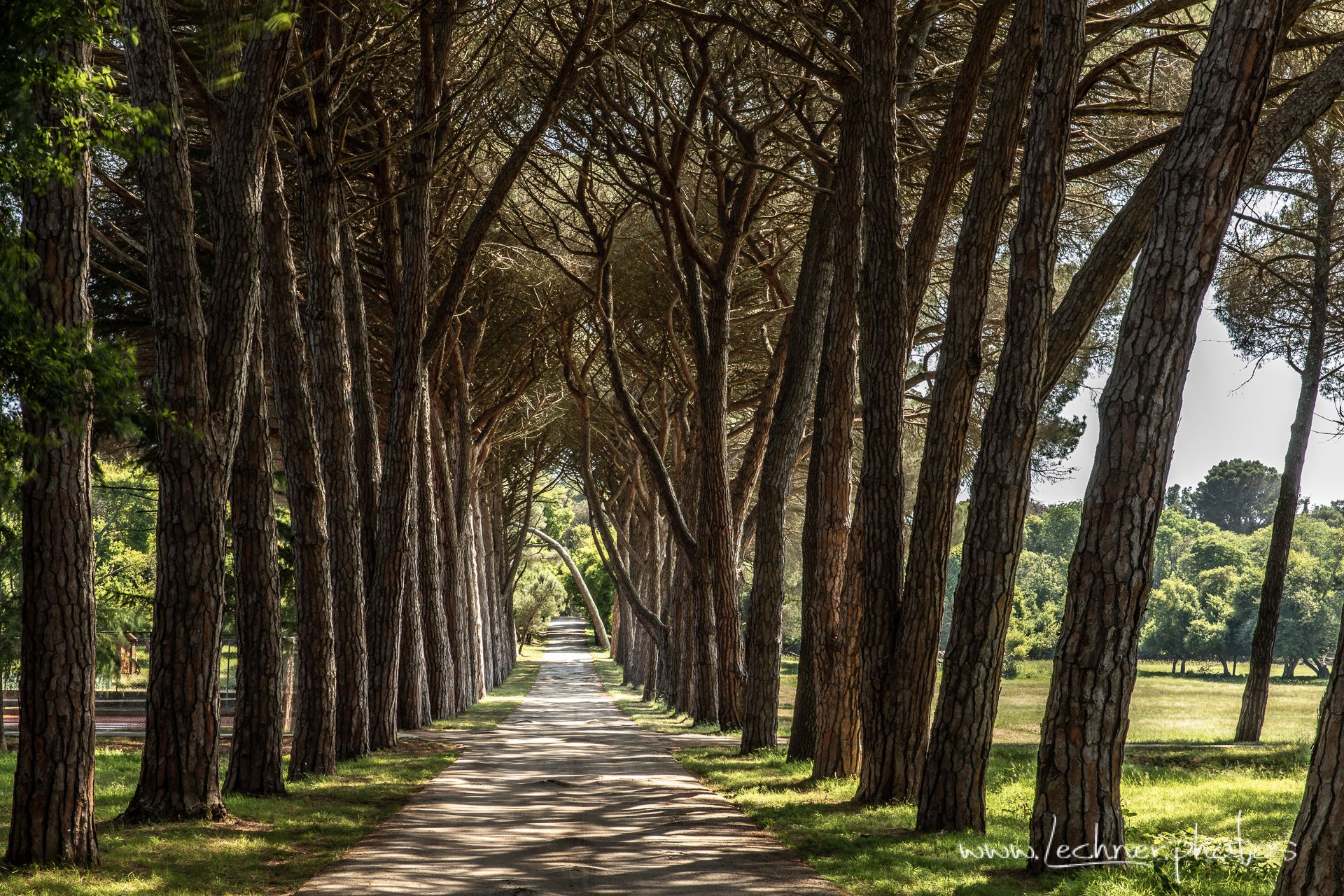 Pine alley at Brijuni National Park, Croatia
