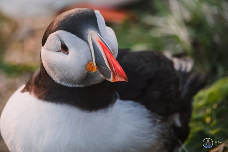 Puffins in the south of Iceland