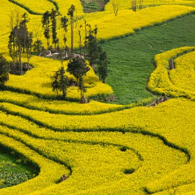 Rapsfelder in Luoping, China