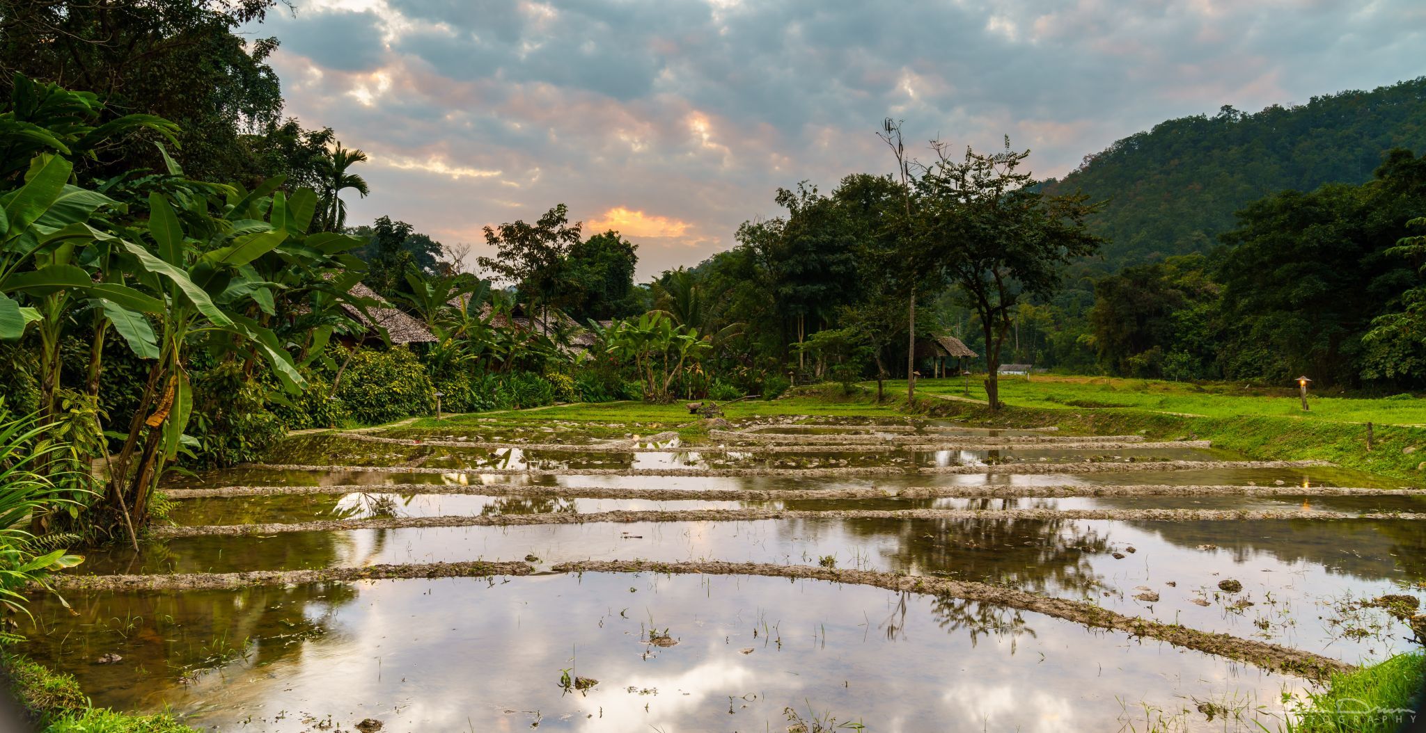 Ricefield sunset, Thailand