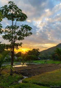 Ricefield sunset