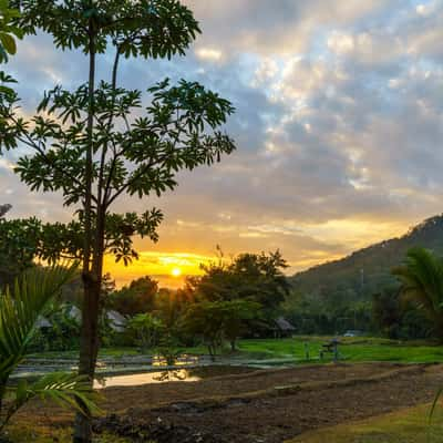 Ricefield sunset, Thailand