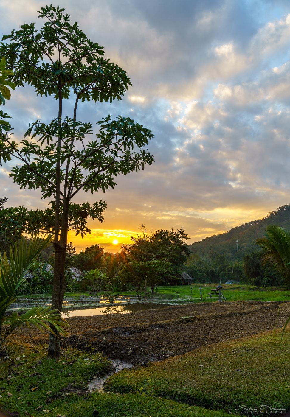 Ricefield sunset, Thailand