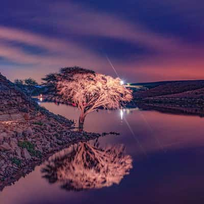 Salboukh Biggest tree, Saudi Arabia