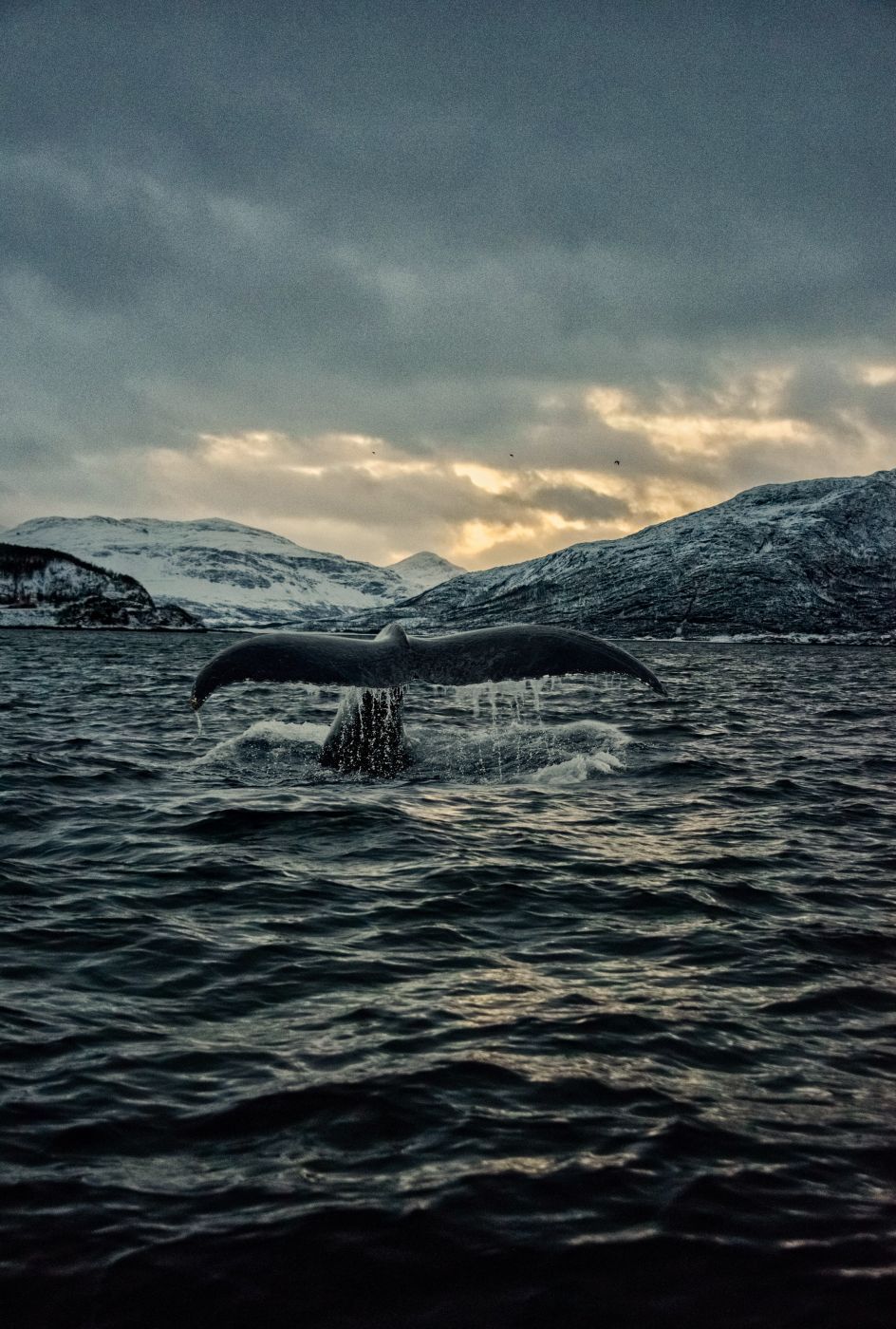 Skjervøy whale watching, Norway