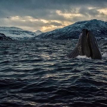 Skjervøy whale watching, Norway
