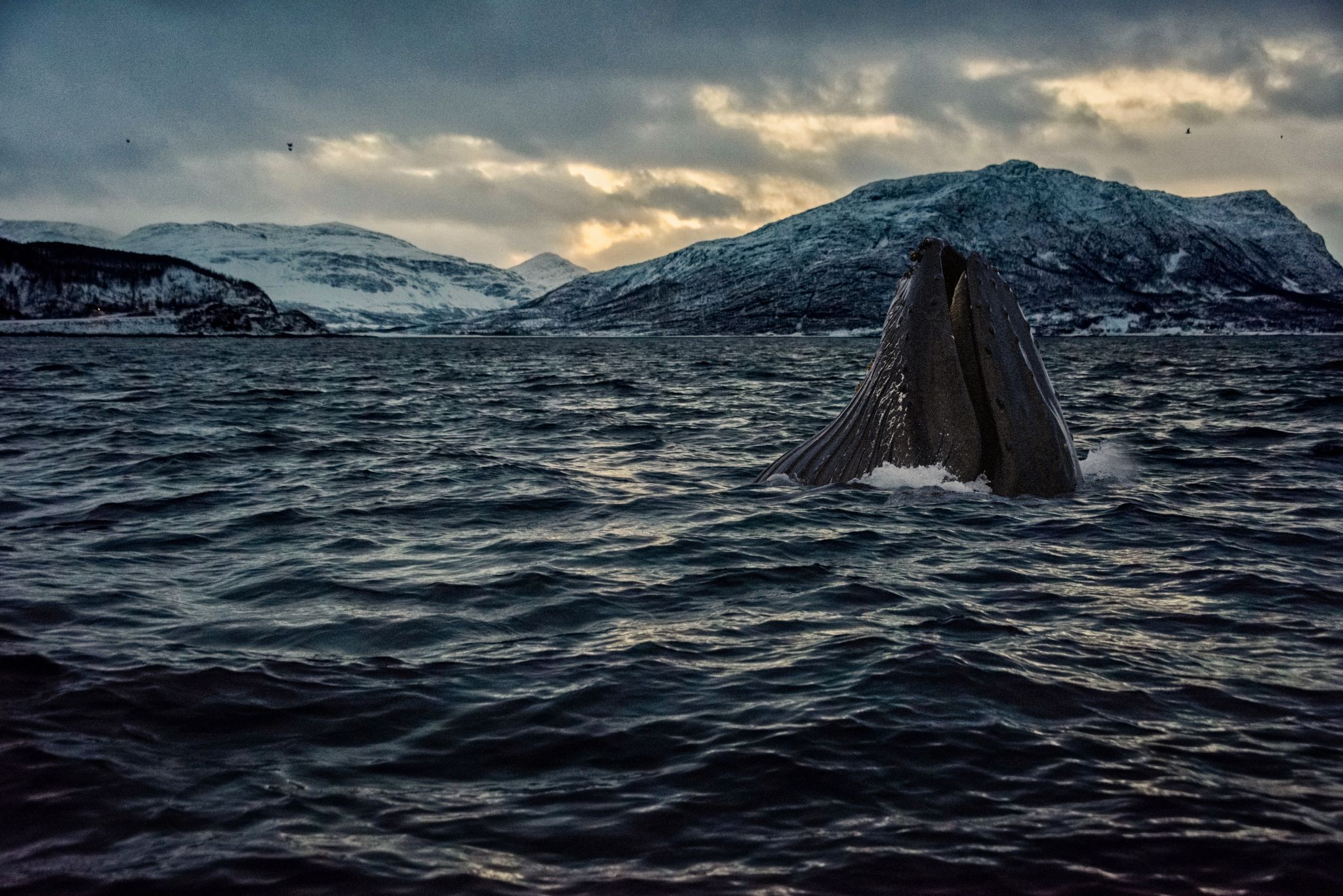 Skjervøy whale watching, Norway