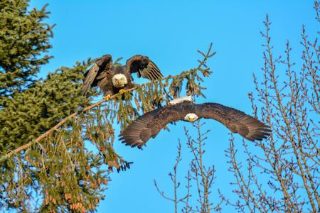 Squamish Eagles