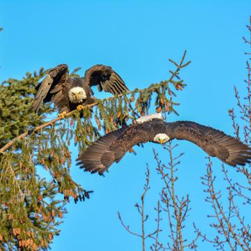 Squamish Eagles, Canada