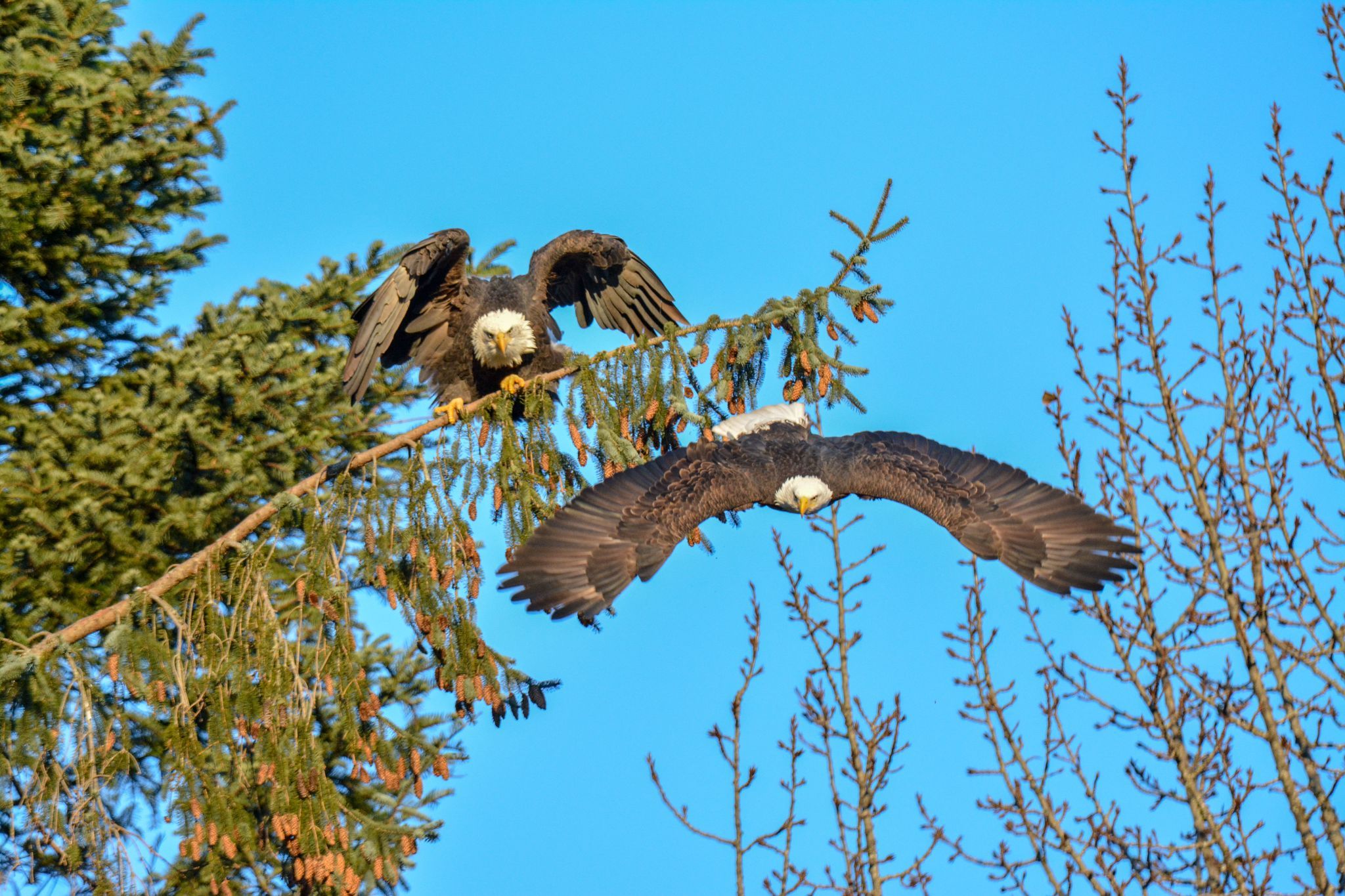 Squamish Eagles, Canada