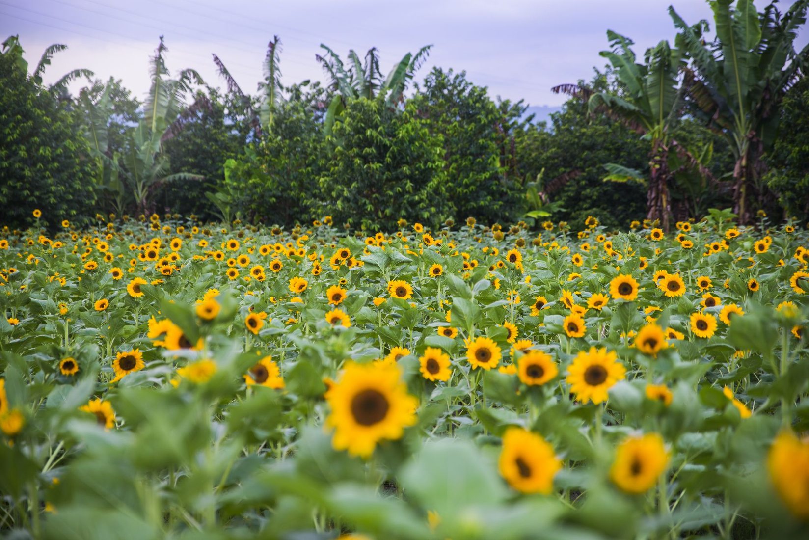 Sunflower Farm Philippines