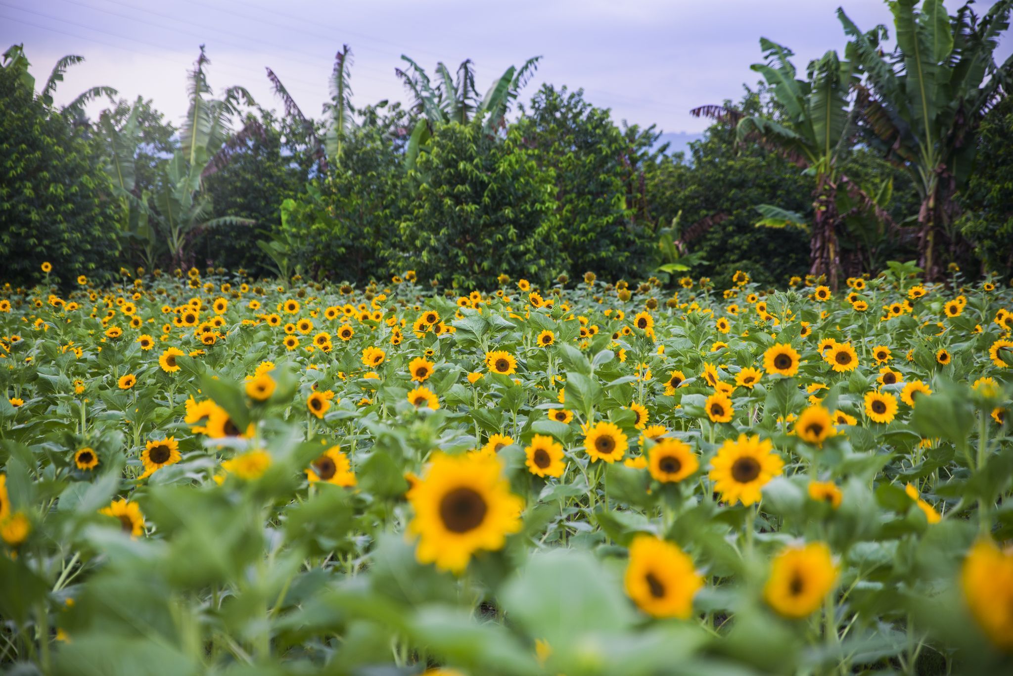 Sunflower Farm, Philippines