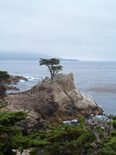 The Lone Cypress