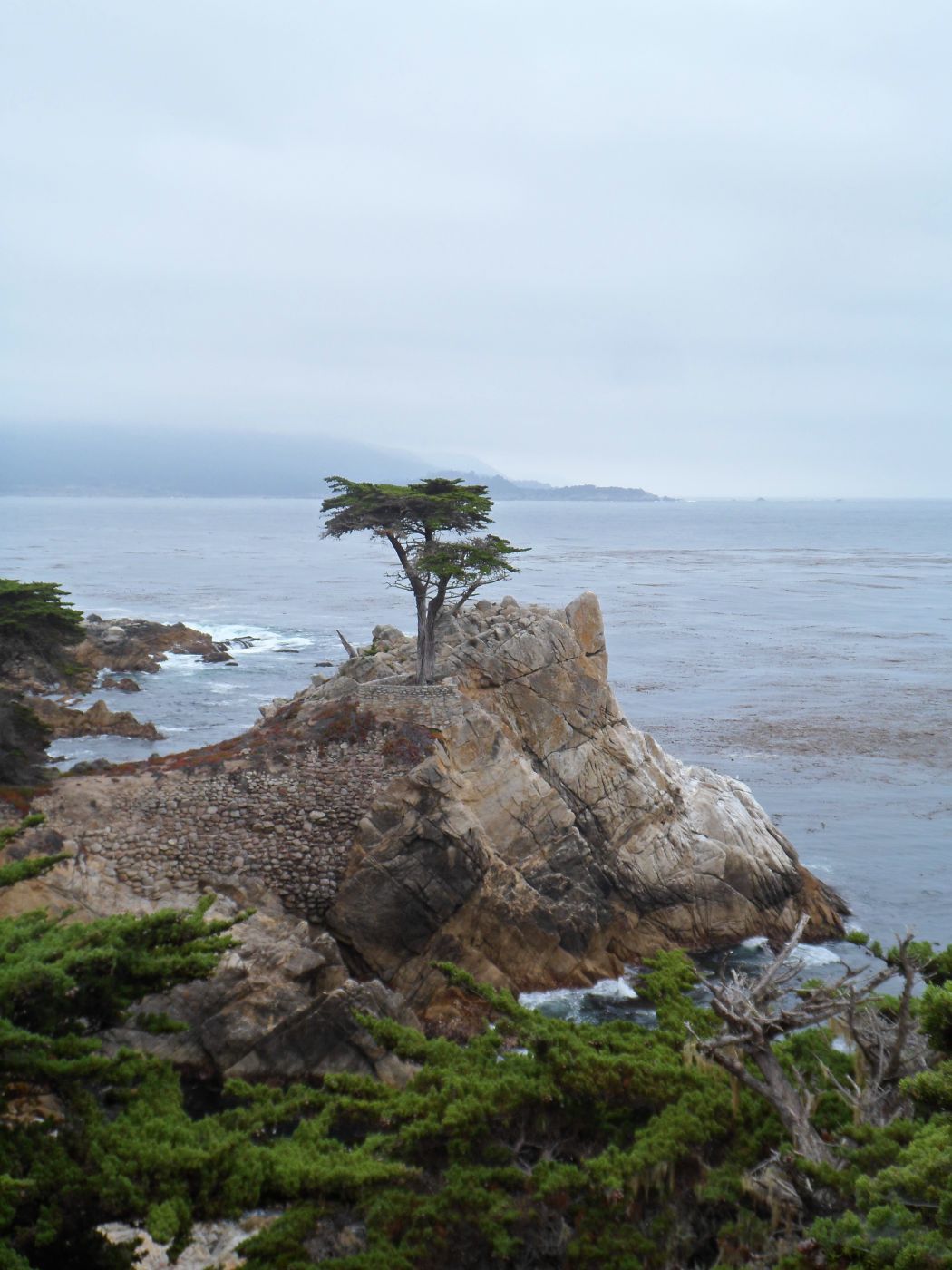 The Lone Cypress, USA