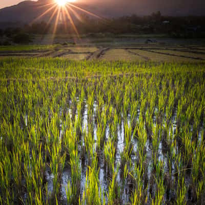 Wetlands, Thailand