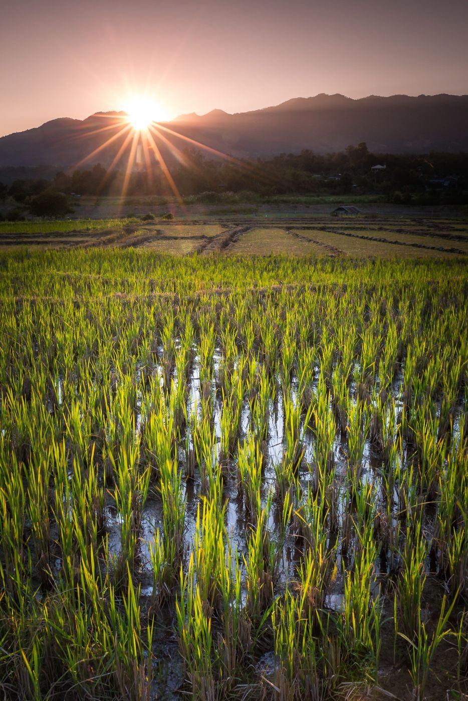 Wetlands, Thailand