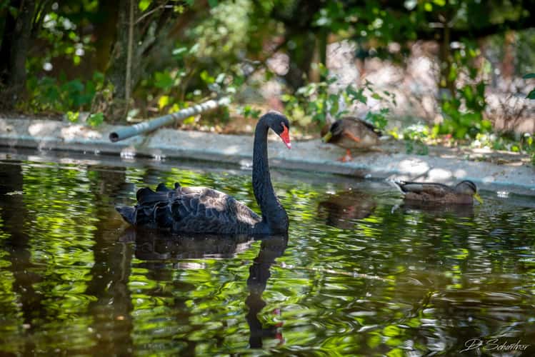 Zoo Neuwied