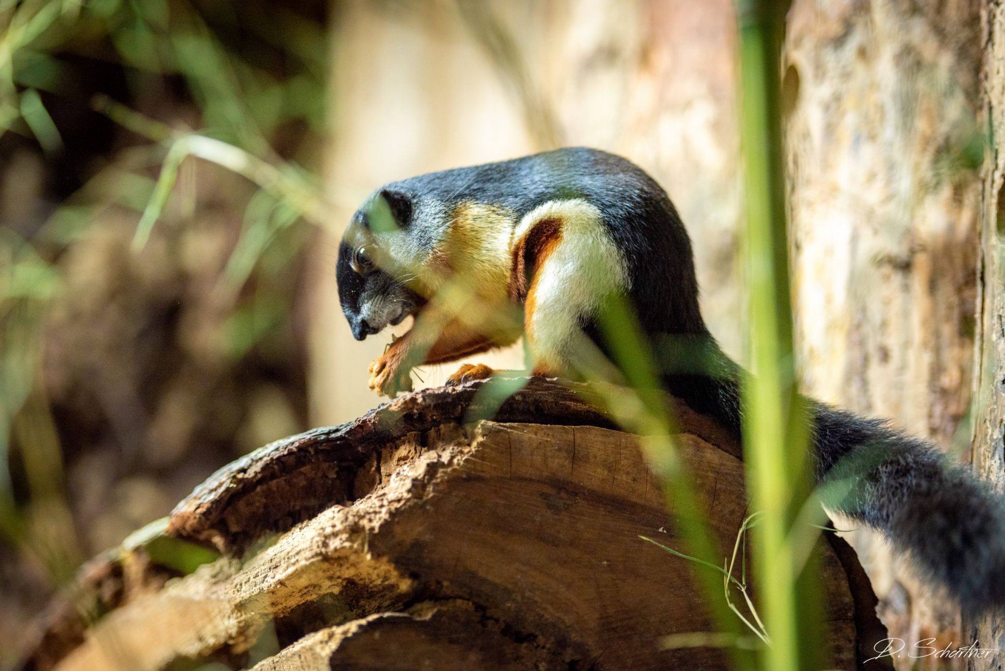 Zoo Neuwied, Germany