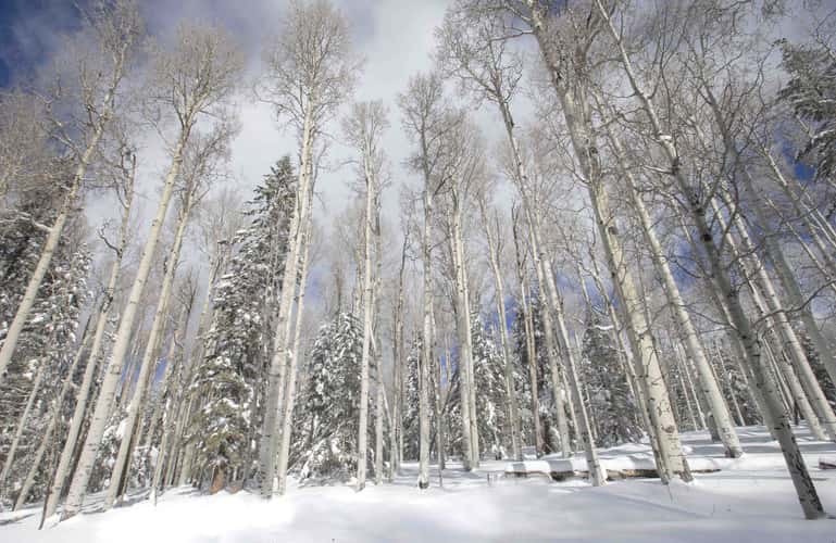 Aspens in the Snow