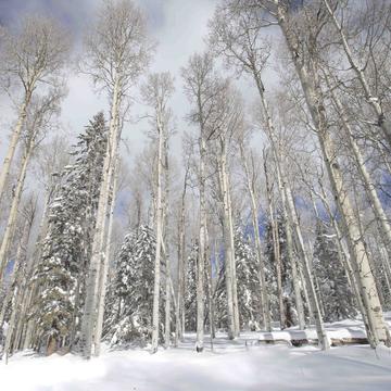 Aspens in the Snow, USA
