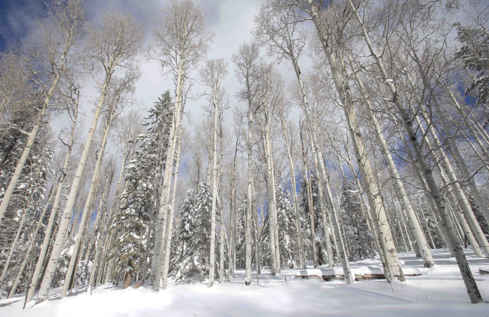 Aspens in the Snow, USA