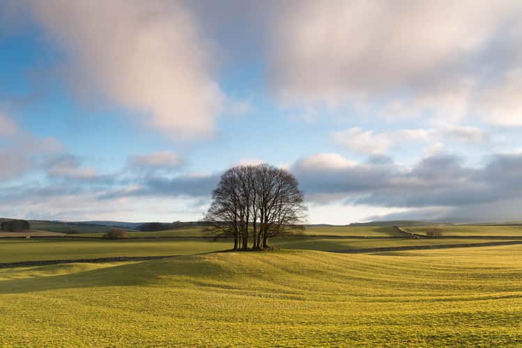 Eshton Coppice