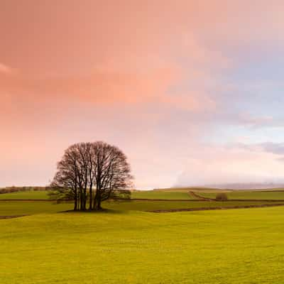 Eshton Coppice, United Kingdom