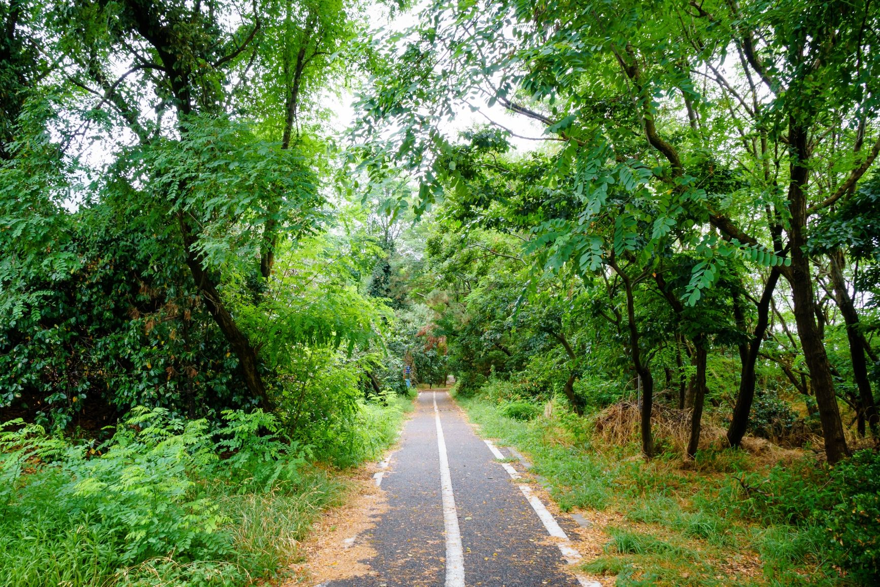 Forest Walkway at Niigata Seaside Park, Japan