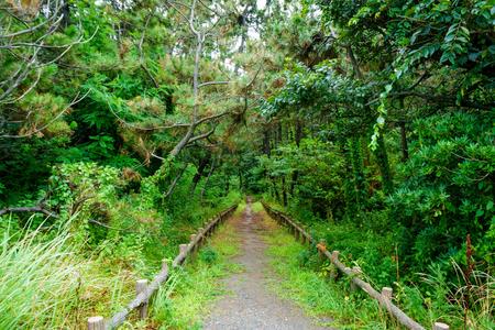 Forest Walkway at Niigata Seaside Park
