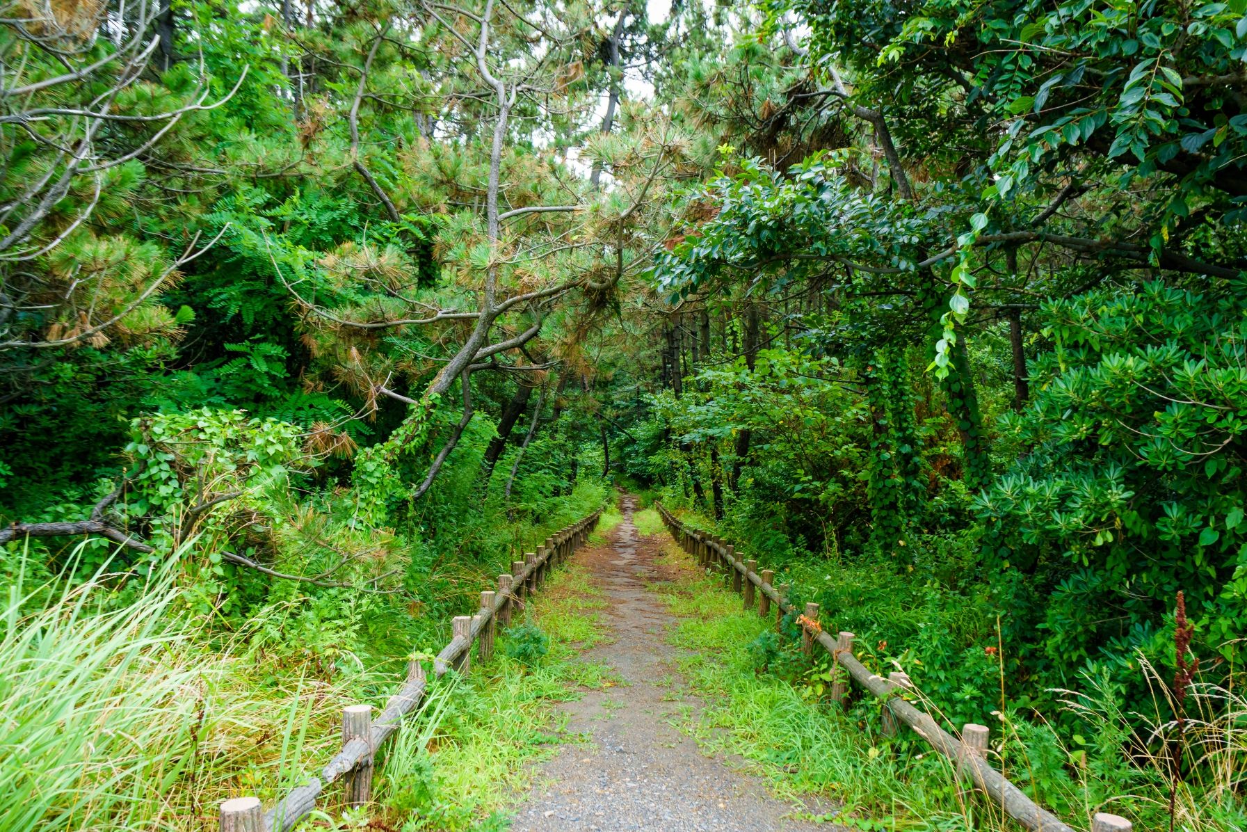 Forest Walkway at Niigata Seaside Park, Japan