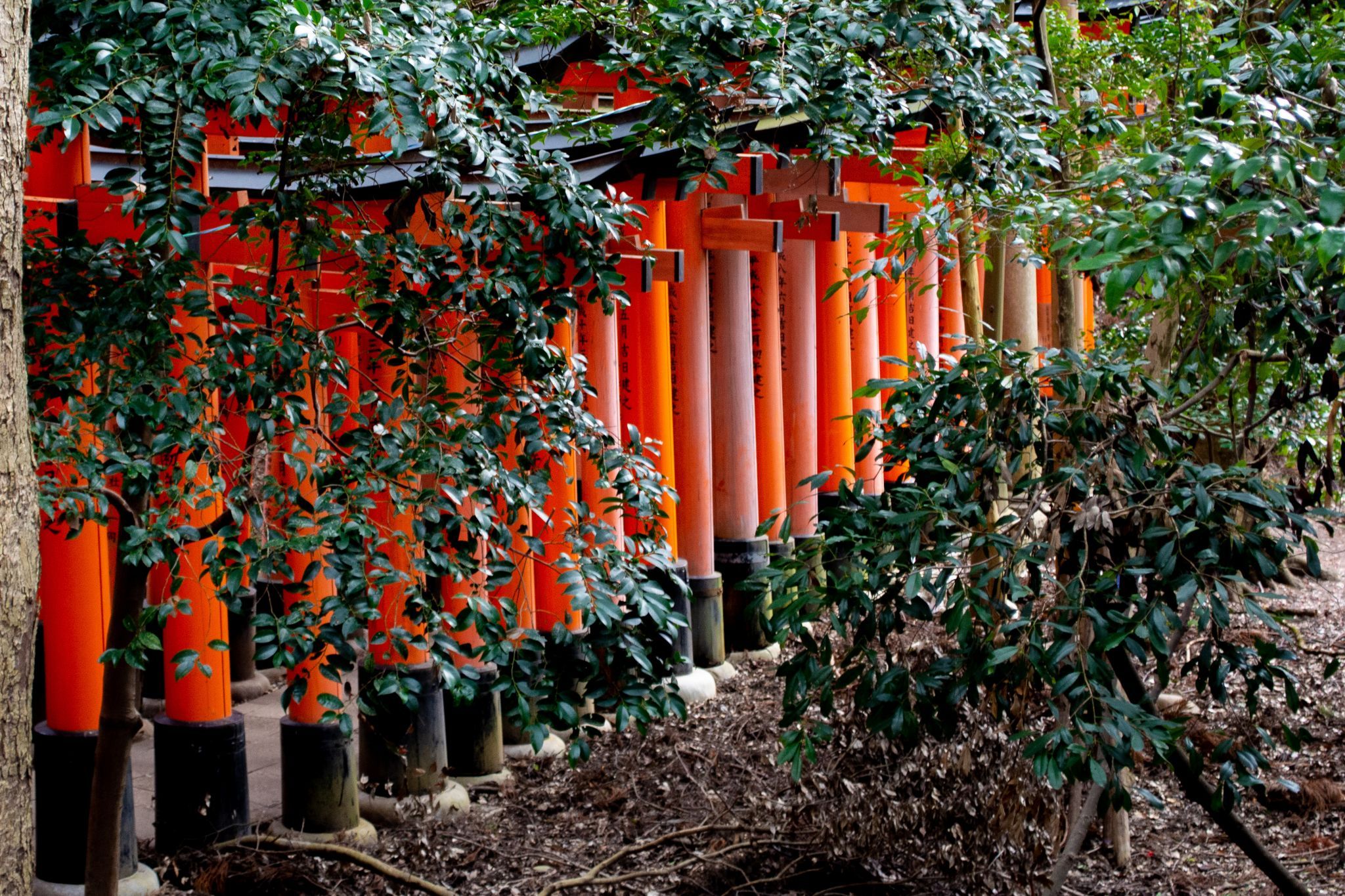Fushimi Inari-Taisha, Kyoto, Japan