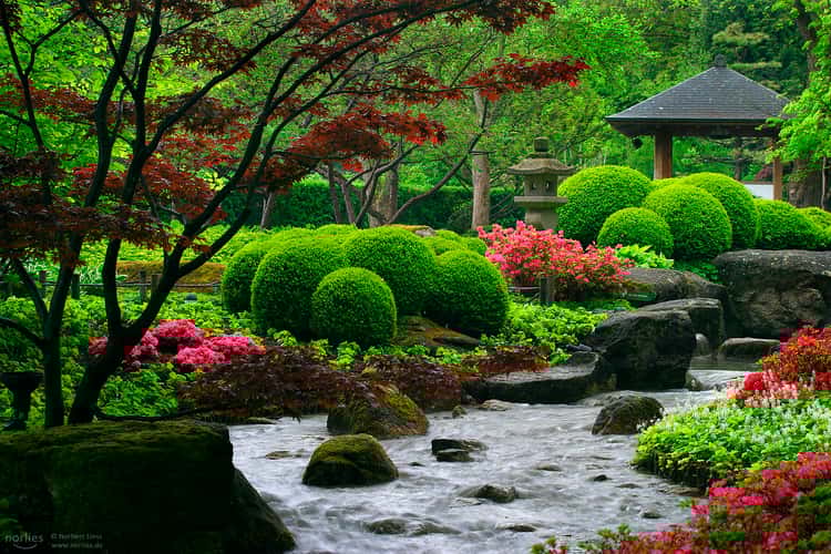 Japanese garden