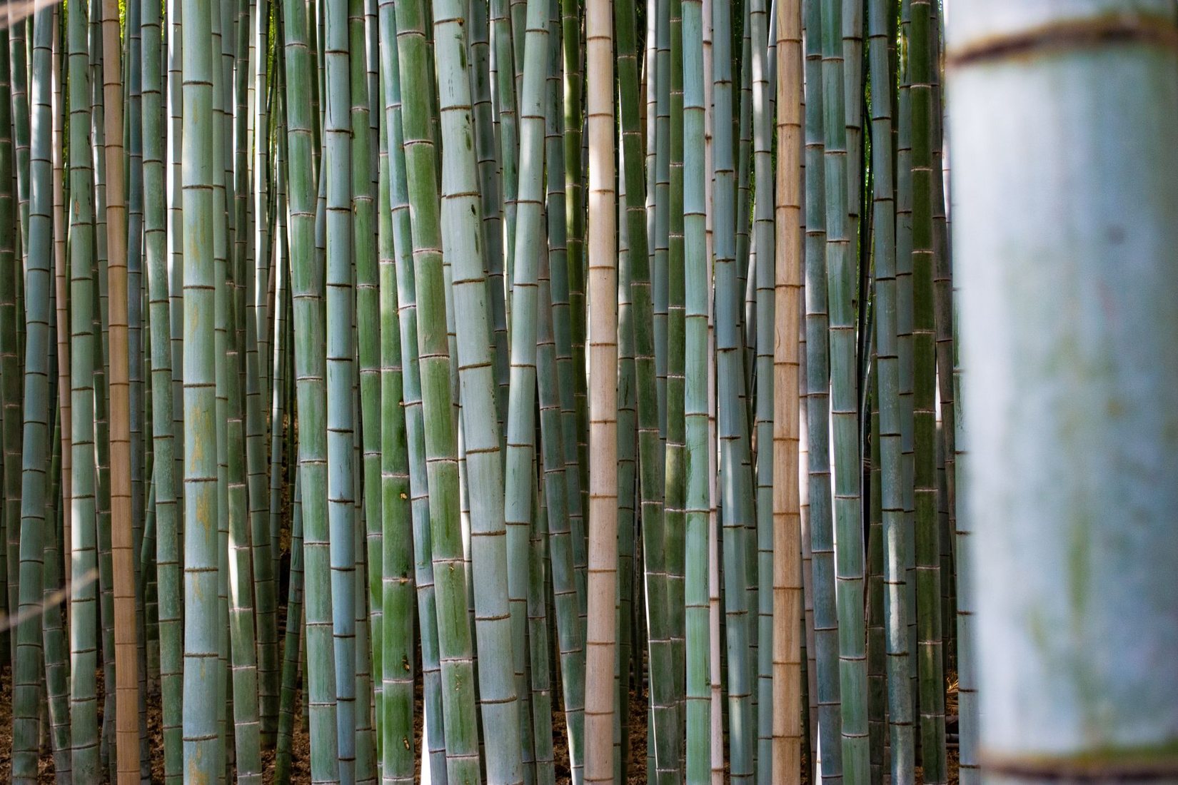 Kimono for a day Arashiyama Bamboo Grove, Japan