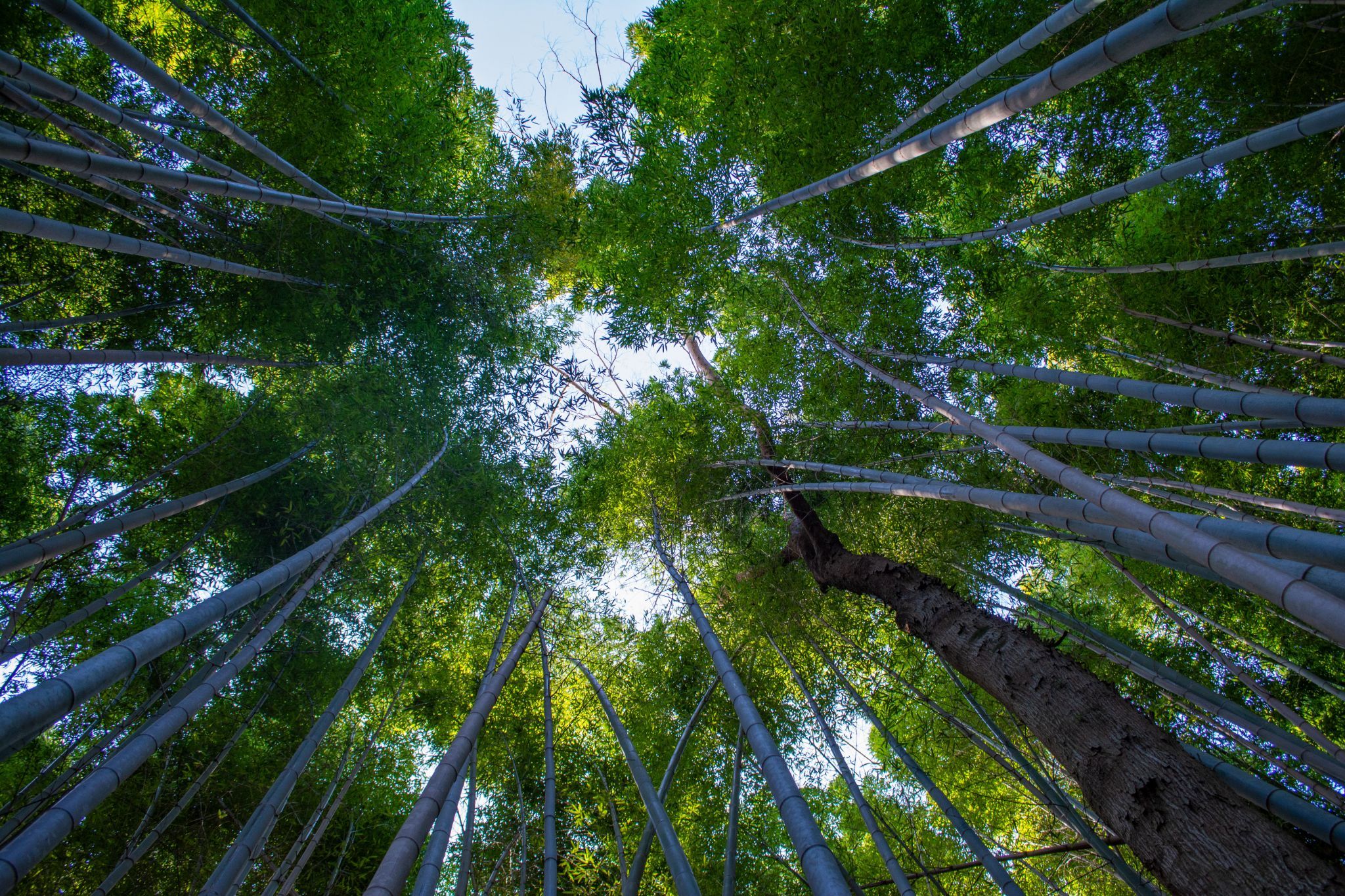 Kimono for a day Arashiyama Bamboo Grove, Japan
