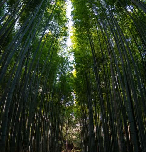 Kimono for a day Arashiyama Bamboo Grove