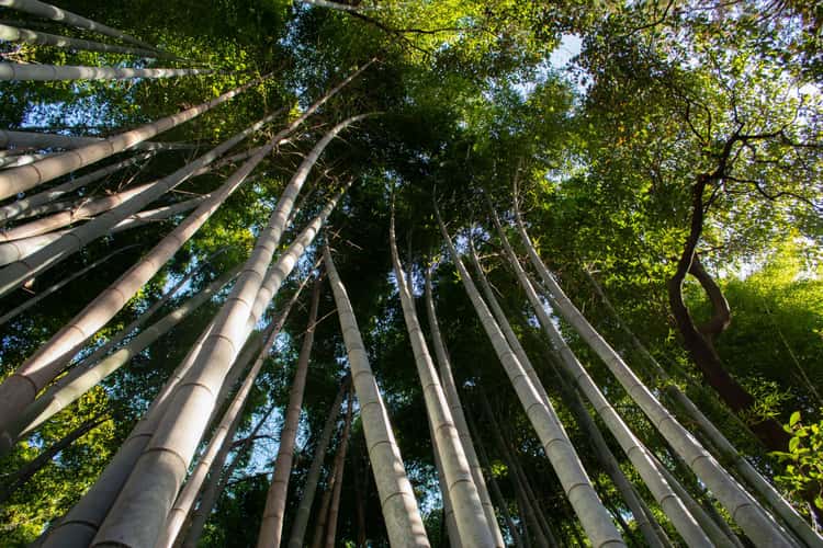 Kimono for a day Arashiyama Bamboo Grove